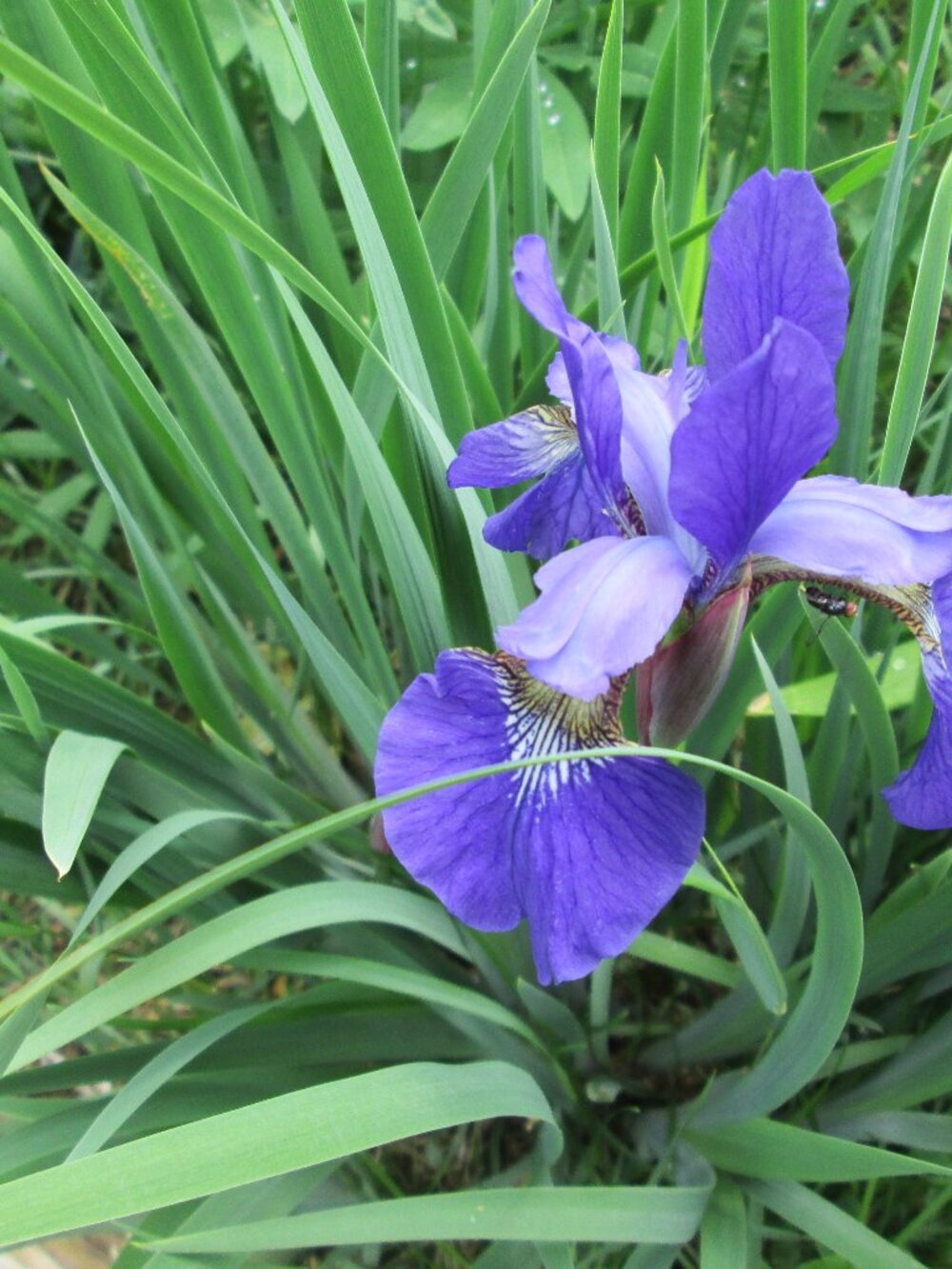 7 hardy perennials spread nicely zone 3-8 Siberian Iris lot of 7